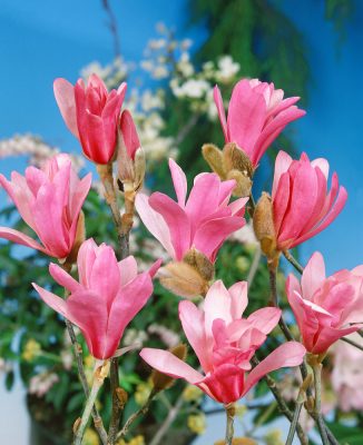 Magnolia stellata 'Rosea'