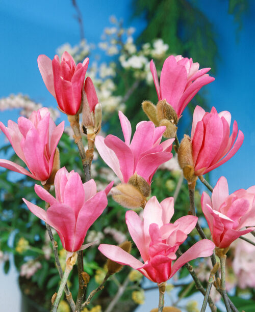 Magnolia stellata 'Rosea' - Obrázek 1