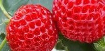 Malinová jahoda 'Framberry'®- P10 (malinojahoda) - Obrázek 2