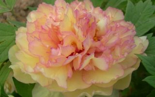 Paeonia sufr. 'Jin Ge'