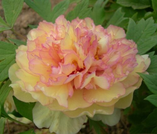 Paeonia sufr. 'Jin Ge' - Obrázek 1