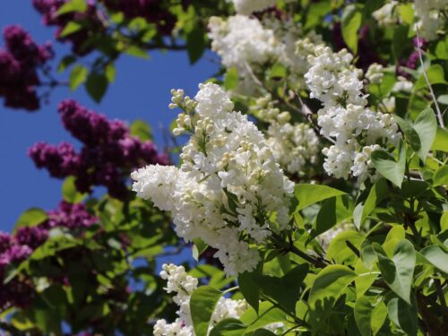 Syringa vulg. 'Mme Lemoine' - Obrázek 2