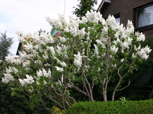 Syringa vulg. 'Mme Lemoine' - Obrázek 1