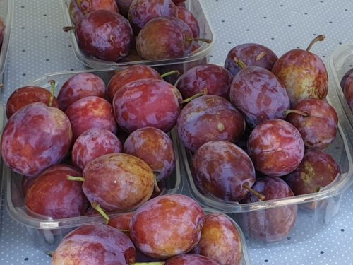 Slivoň 'OPÁL'-samosprašná RYNGLE - Obrázek 3
