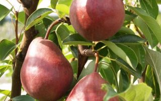 Hrušeň 'Clappova červená'