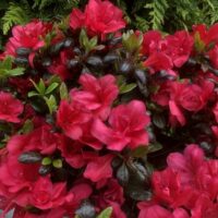 Azalea (J) 'Maruschka'® 20–30 cm