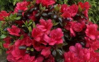 Azalea (J) 'Maruschka'® 20–30 cm