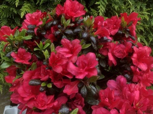 Azalea (J) 'Maruschka'® 20–30 cm - Image 1