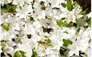 Azalea (J) 'Schneeperle' 20–30 cm