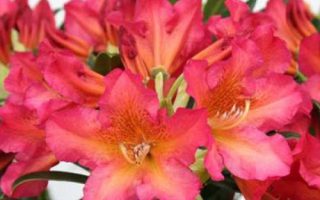 Rhododendron (T) 'Scyphocalix' 30–40 cm