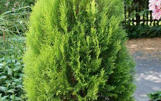 Thuja orient. 'Elegantissima' 20–30 cm