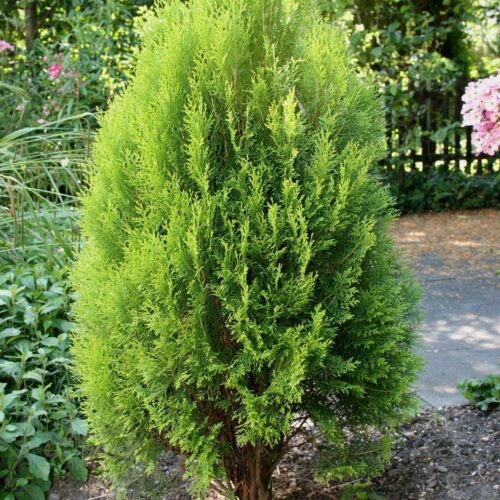 Thuja orient. 'Elegantissima' 20–30 cm - Obrázek 1