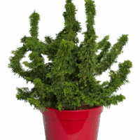 Thuja occ. 'Sagrada' 20–30 cm