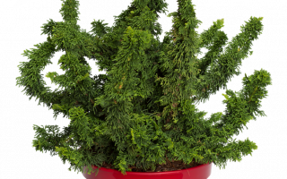 Thuja occ. 'Sagrada' 20–30 cm