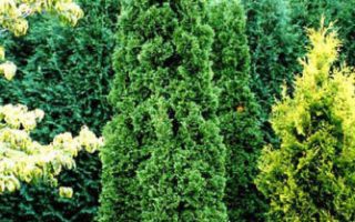 Thuja occ. 'Degroot Spire' 40–60 cm