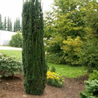 Taxus baccata 'Fast. Robusta'