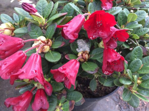 RHODODENDRON 'Carmen' 20–30 cm - Image 1