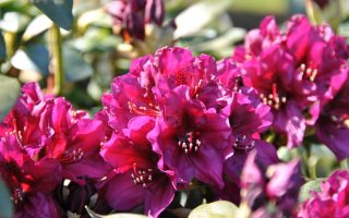 Rhododendron (T) 'Polarnacht' 30–40 cm