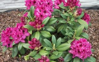 Rhododendron (T) 'Madam Fortier' 25–35 cm