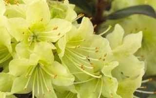 Rhododendron 'Princess Anne' 20–25 cm