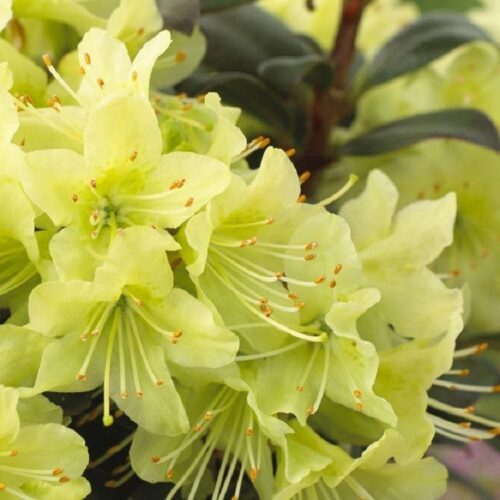 Rhododendron 'Princess Anne' 25–30 cm - Image 1
