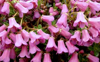 Rhododendron 'Myrtilloides'