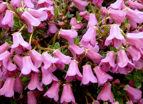 Rhododendron 'Myrtilloides' - Obrázek 1