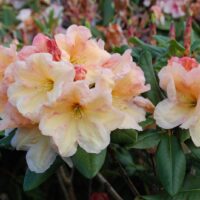 Rhododendron 'Horizon Monarch' 30–40 cm