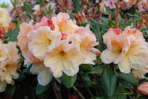Rhododendron 'Horizon Monarch' 30–40 cm - Obrázek 1