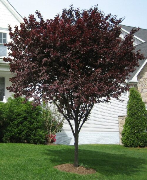Prunus cerasifera 'Nigra' - Obrázek 1