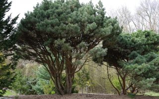 Pinus sylvestris 'Beuvronensis' 40–60 cm