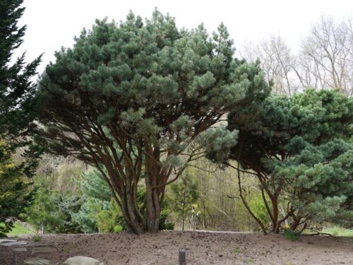 Pinus sylvestris 'Beuvronensis' 40–60 cm - Obrázek 1