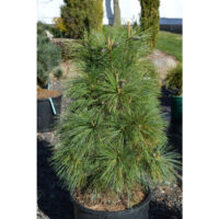Pinus schwerinii 'Wiethorst' 20–30 cm