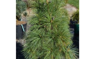 Pinus schwerinii 'Wiethorst' 20–30 cm