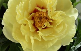 Paeonia sufr. 'Hai Hang'