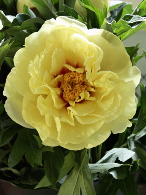 Paeonia sufr. 'Hai Hang' - Obrázek 1