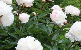 Paeonia lact. 'White Sensation'