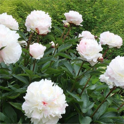 Paeonia lact. 'Shirley Temple' - Obrázek 1
