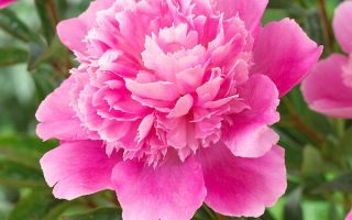 Paeonia lact. 'Bouquet Perfect'.