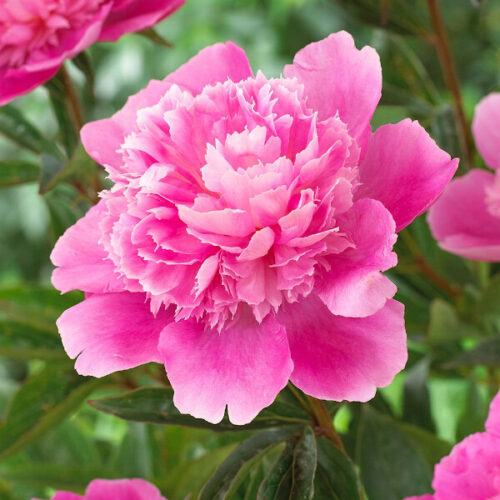 Paeonia lact. 'Bouquet Perfect'. - Obrázek 1