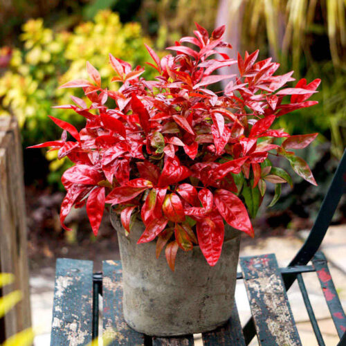 Osmanthus het. 'Goshiki' 20–30 cm - Obrázek 1