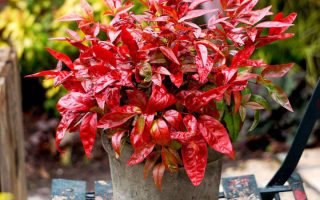 Nandina dom. 'Blush Pink'® 25–30 cm