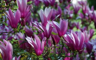 Magnolia liliiflora 'Nigra'