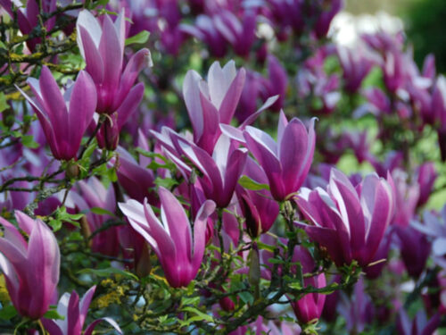 Magnolia liliiflora 'Nigra' - Image 1