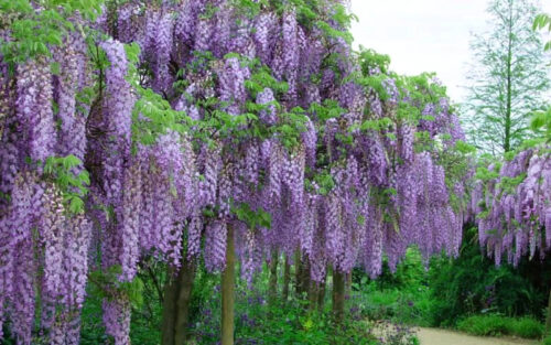 Wisteria floribunda 'Royal Purple' - Obrázek 1