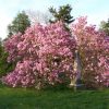 Magnolia 'Betty' - Kontejner 2,5 l, v. 30-40 cm