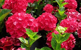 Hydrangea macr. 'Alpengluhen' 20–30 cm