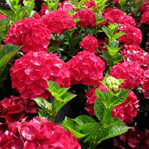 Hydrangea macr. 'Alpengluhen' 20–30 cm - Obrázek 1