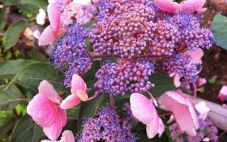 Hydrangea aspera 'Hot Chocolate' 25–30 cm