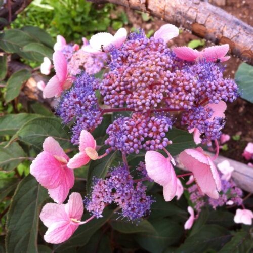 Hydrangea aspera 'Hot Chocolate' 25–30 cm - Obrázek 1